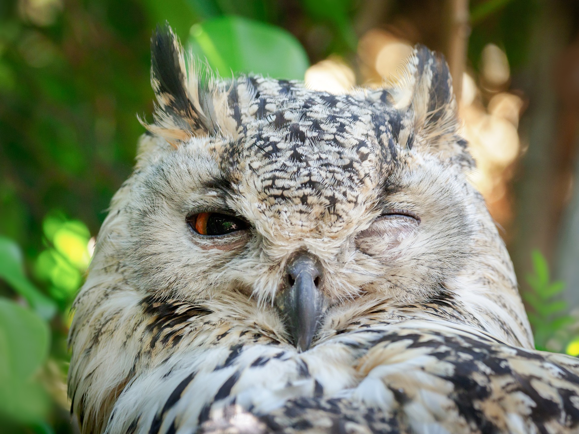 bengal-eagle-owl-3452925_1920