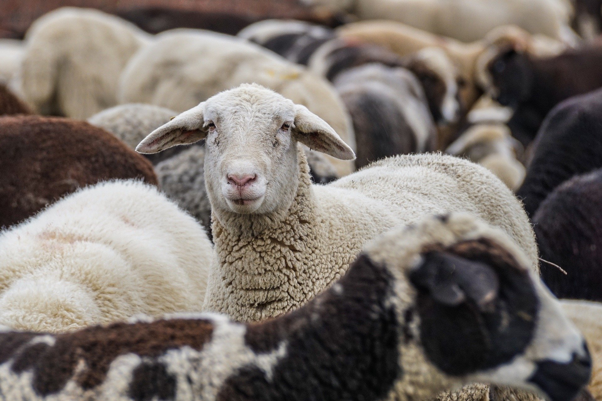 sheep-4810513_1920