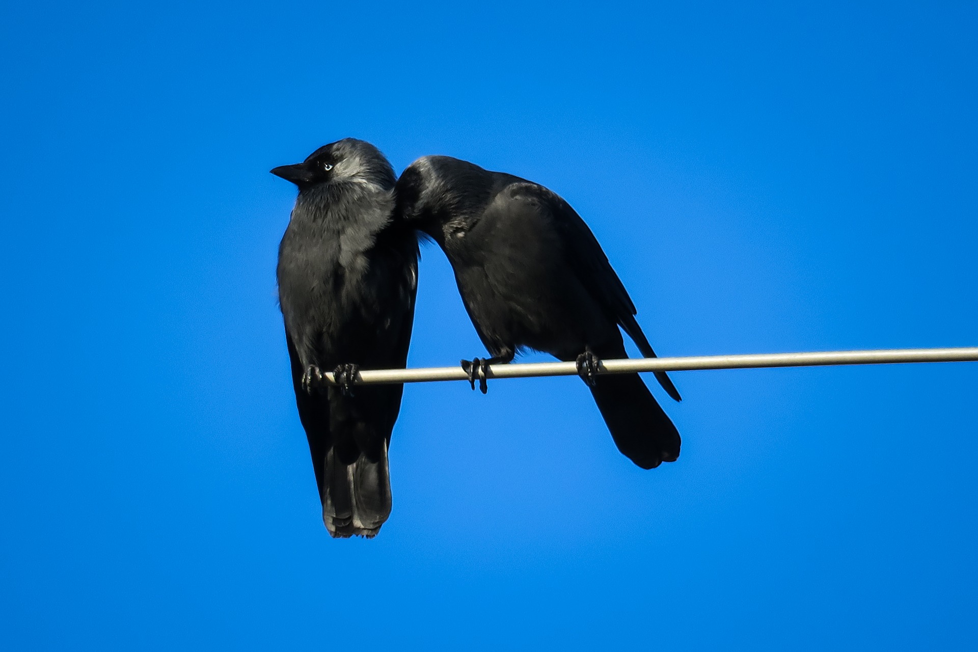 jackdaws-3959138_1920